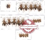 Scientific lot no. 438 Heteroptera (Coreidae)(22 pcs)