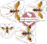 Scientific lot no. 221 Hymenoptera (Pompilidae spp.) (4 pcs)