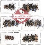 Scientific lot no. 87 Cerambycidae (Lamiinae) (27 pcs)