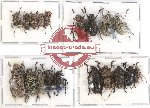 Scientific lot no. 99 Cerambycidae (Lamiinae) (20 pcs - 9 pcs A-, A2)