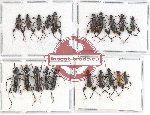 Scientific lot no. 97 Cerambycidae (20 pcs - 10 pcs A-, A2)