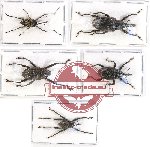 Scientific lot no. 340 Curculionidae (5 pcs)