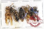 Scientific lot no. 213 Hymenoptera (6 pcs)