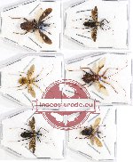 Scientific lot no. 444 Heteroptera (Reduviidae) (6 pcs)