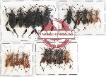 Scientific lot no. 371 Heteroptera (Coreidae) (20 pcs A, A-, A2)