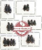 Scientific lot no. 263 Carabidae (15 pcs A, A-, A2)
