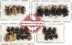Scientific lot no. 222 Chrysomelidae (27 pcs)