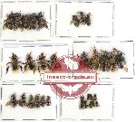 Scientific lot no. 229 Hymenoptera (31 pcs)