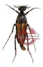 Rhipiphoridae sp. 1 (2 male, 4 female)