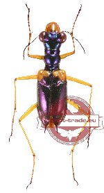 Therates spinipennis ssp. xanthophilus (A-)