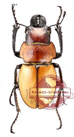 Odontolabis sommeri ssp. sommeri (mesodonte)