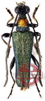 Robustanoplodera bicolorimembris (5 pairs)