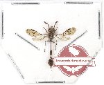 Hymenoptera sp. 109 (5 pcs)