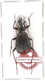 Carabidae sp. 43A
