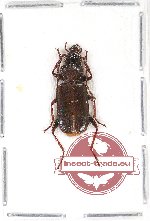 Carabidae sp. 42A