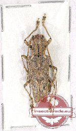 Cerambycidae sp. 65