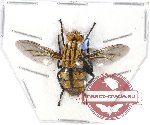 Diptera sp. 39A (A-)