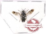 Diptera sp. 40