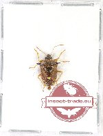 Pentatomidae sp. 28
