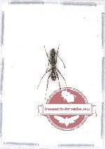 Formicidea sp. 71