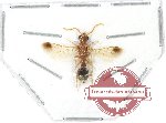 Mutilidae sp. 13A (A2)