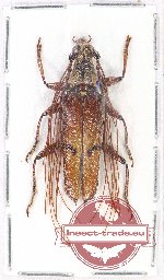 Cerambycidae sp. 70 (A-)