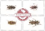 Scientific lot no. 85 Cerambycidae (4 pcs - 3 pcs A2)