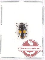 Tenebrionidae sp. 80