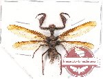 Mantispidae sp. 2 (A-)