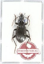Carabidae sp. 44 (A2)