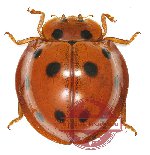 Coccinelidae sp. 3 (10 pcs)