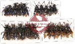 Scientific lot no. 170 Hymenoptera (20 pcs A, A-, A2)