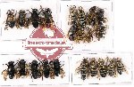 Scientific lot no. 189 Hymenoptera (23 pcs A, A-, A2)