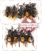 Scientific lot no. 188 Hymenoptera (Vespa spp.) (9 pcs A, A-, A2)