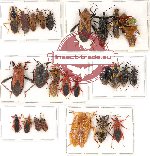 Scientific lot no. 367 Heteroptera (mainly Reduvidae) (29 pcs A, A-, A2)