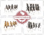 Scientific lot no. 98 Cerambycidae (20 pcs)