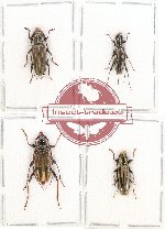 Scientific lot no. 78 Cerambycidae (4 pcs A, A-, A2)