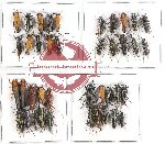 Scientific lot no. 81 Cerambycidae (40 pcs A-, A2)