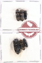 Scientific lot no. 57A Eucnemidae (6 pcs)