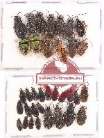 Scientific lot no. 377 Heteroptera (35 pcs - 13 pcs A2)