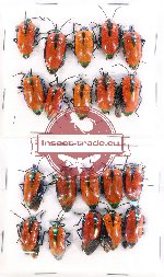Scientific lot no. 414 Heteroptera (Scutellarinae) (20 pcs A, A-, A2)