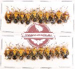 Scientific lot no. 372 Heteroptera (Pentatomidae) (20 pcs)