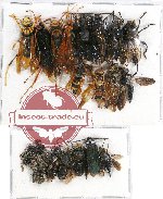 Scientific lot no. 182 Hymenoptera (21 pcs A-, A2)