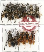 Scientific lot no. 176 Hymenoptera (11 pcs - 6 pcs A2)