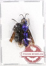 Scientific lot no. 195 Hymenoptera (2 pcs A2)