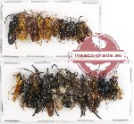 Scientific lot no. 179 Hymenoptera (21 pcs - 10 pcs A2)