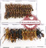 Scientific lot no. 180 Hymenoptera (35 pcs)