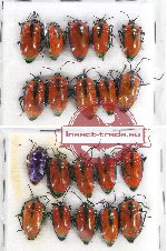 Scientific lot no. 415 Heteroptera (Scutellarinae) (20 pcs A, A-, A2)