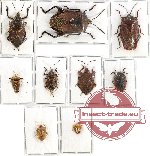 Scientific lot no. 454 Heteroptera (Pentatomidae) (9 pcs - 1 pc A2)