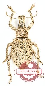 Curculionidae sp. 80 (A2)